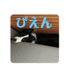 Border collie ロコちゃん❹（個別スタンプ：18）