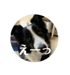 Border collie ロコちゃん❹（個別スタンプ：20）