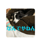 Border collie ロコちゃん❹（個別スタンプ：21）