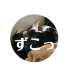 Border collie ロコちゃん❹（個別スタンプ：22）