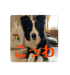 Border collie ロコちゃん❹（個別スタンプ：23）