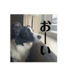 Border collie ロコちゃん❹（個別スタンプ：24）