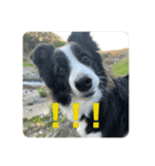 Border collie ロコちゃん❹（個別スタンプ：25）