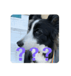 Border collie ロコちゃん❹（個別スタンプ：26）