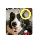 Border collie ロコちゃん❹（個別スタンプ：27）