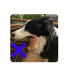 Border collie ロコちゃん❹（個別スタンプ：28）