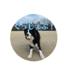 Border collie ロコちゃん❹（個別スタンプ：30）