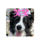Border collie ロコちゃん❹（個別スタンプ：31）