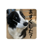 Border collie ロコちゃん❹（個別スタンプ：35）