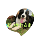Border collie ロコちゃん❹（個別スタンプ：36）