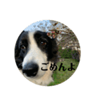 Border collie ロコちゃん❹（個別スタンプ：37）