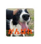 Border collie ロコちゃん❹（個別スタンプ：39）