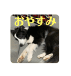Border collie ロコちゃん❹（個別スタンプ：40）