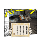 可愛いヨークシャテリアのスタンプ総集編（個別スタンプ：11）