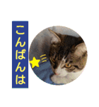 景虎(カゲトラ)君の成猫スタンプ2☆（個別スタンプ：5）