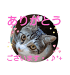 景虎(カゲトラ)君の成猫スタンプ2☆（個別スタンプ：11）