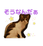 景虎(カゲトラ)君の成猫スタンプ2☆（個別スタンプ：20）