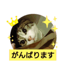 景虎(カゲトラ)君の成猫スタンプ2☆（個別スタンプ：22）