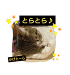 景虎(カゲトラ)君の成猫スタンプ2☆（個別スタンプ：38）