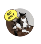 のぶにゃんすたんぷ（個別スタンプ：1）