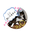 のぶにゃんすたんぷ（個別スタンプ：2）