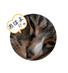 のぶにゃんすたんぷ（個別スタンプ：3）