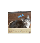 のぶにゃんすたんぷ（個別スタンプ：6）