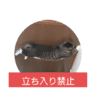 のぶにゃんすたんぷ（個別スタンプ：7）