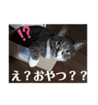 のぶにゃんすたんぷ（個別スタンプ：8）