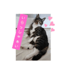 のぶにゃんすたんぷ（個別スタンプ：10）