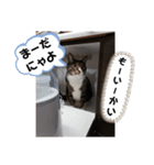 のぶにゃんすたんぷ（個別スタンプ：11）