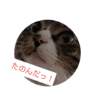 のぶにゃんすたんぷ（個別スタンプ：13）