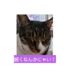 のぶにゃんすたんぷ（個別スタンプ：14）