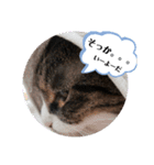 のぶにゃんすたんぷ（個別スタンプ：16）