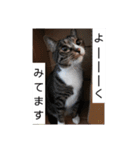 のぶにゃんすたんぷ（個別スタンプ：20）