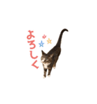 まどかのププ。（個別スタンプ：4）