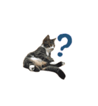 まどかのププ。（個別スタンプ：5）
