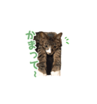 まどかのププ。（個別スタンプ：9）