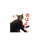 まどかのププ。（個別スタンプ：11）