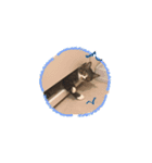 まどかのププ。（個別スタンプ：14）
