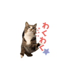 まどかのププ。（個別スタンプ：16）