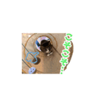 まどかのププ。（個別スタンプ：18）