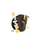 まどかのププ。（個別スタンプ：20）