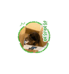 まどかのププ。（個別スタンプ：21）