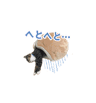 まどかのププ。（個別スタンプ：23）