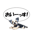 犬の人形（個別スタンプ：1）