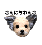 犬の人形（個別スタンプ：3）