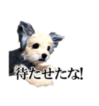 犬の人形（個別スタンプ：11）