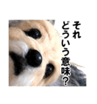 犬の人形（個別スタンプ：19）