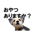 犬の人形（個別スタンプ：21）